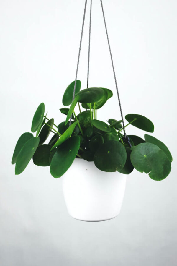 Pilea Peperomioides - Bild 2