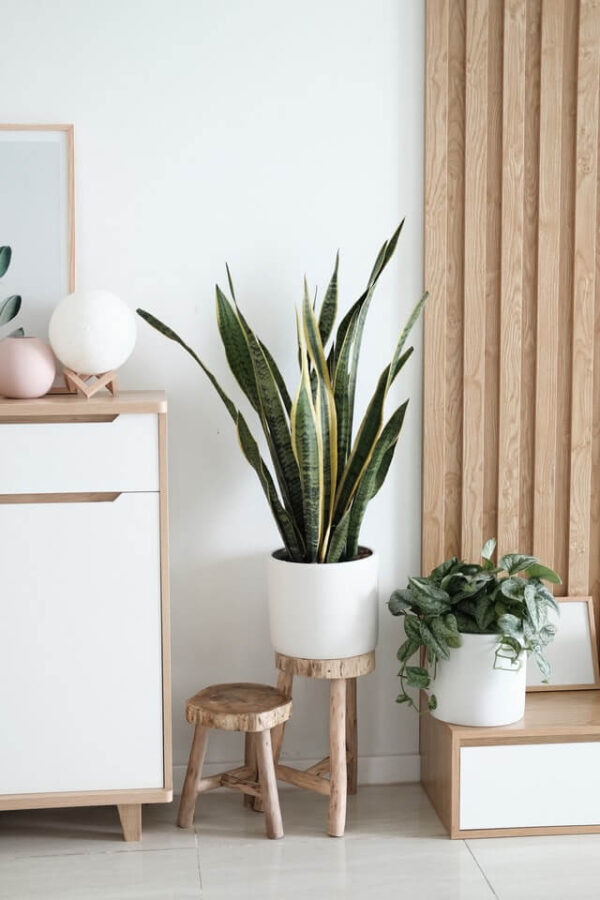 Sansevieria Golden Flame - Bild 2